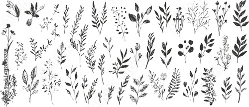 Hand-drawn botanical sketches of various plants and leaves in black and white.