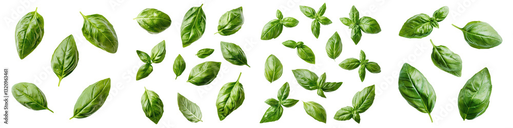 Arrangement of fresh green basil leaves on a plain white background Overhead view of aromatic culinary herb with vibrant foliage for use in cooking garnishing or Arrangement of fresh green basil leaves on a plain white background Overhead view of aromatic culinary herb with vibrant foliage for use in cooking garnishing or