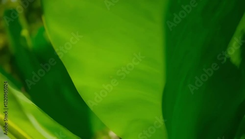 close up of green leaves