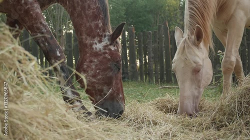 Horses eat hay standing in the woods at sunset