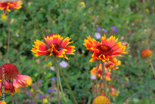 Gaillardia is growing in garden. Plant of Aster family. Gaillardia grows in meadow or open areas. Cottage garden.