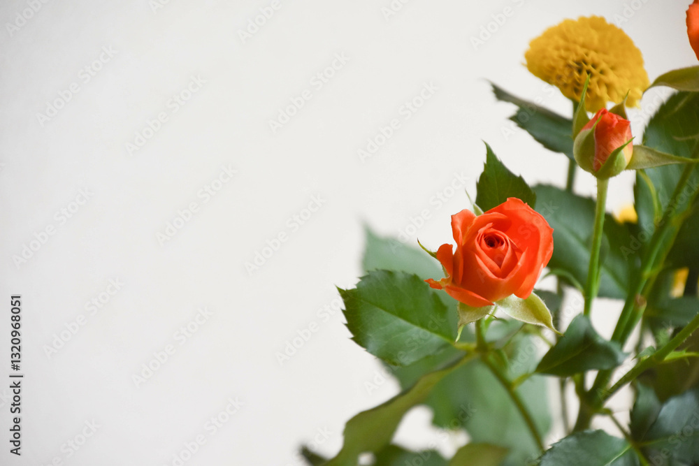 Obraz premium スプレーばら