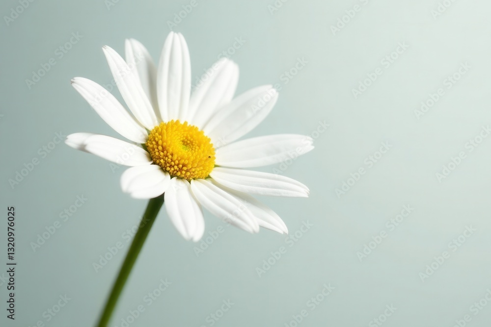 Single white daisy, vibrant petals, yellow center, white flower, spring Single white daisy, vibrant petals, yellow center, white flower, spring