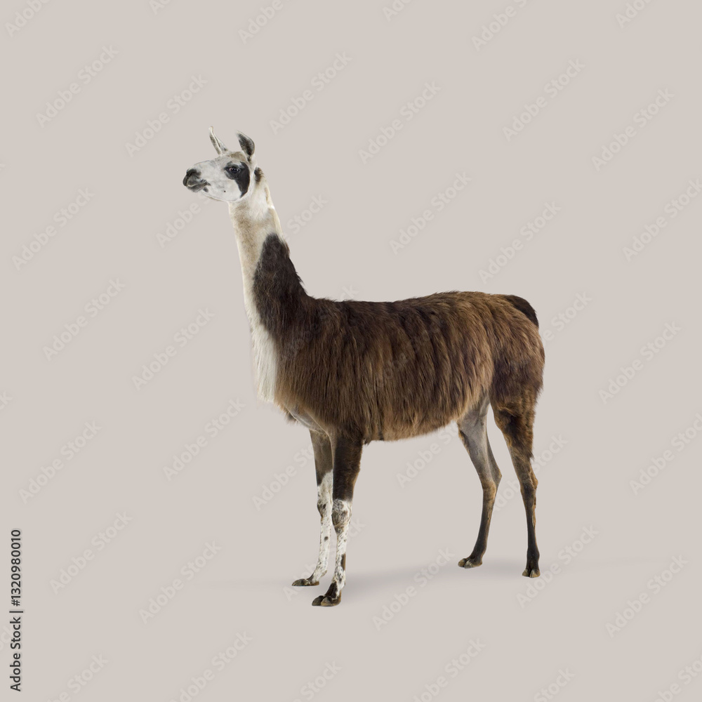 Obraz premium Full body of a brown and llama standing and looking up, isolated on light gray background