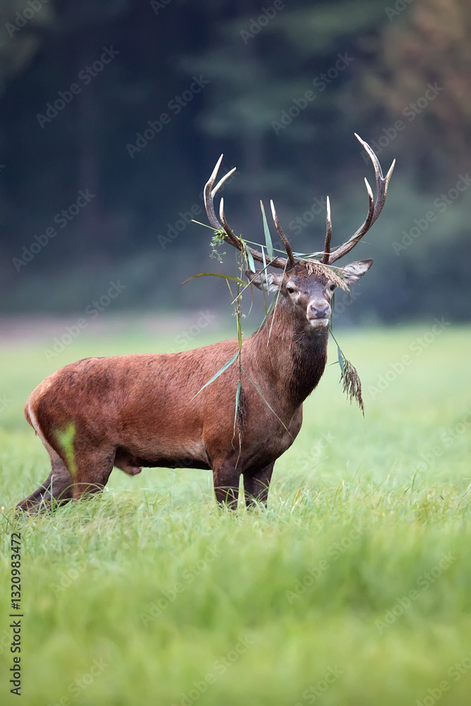 Fototapeta premium Red deer in the forest in the wild