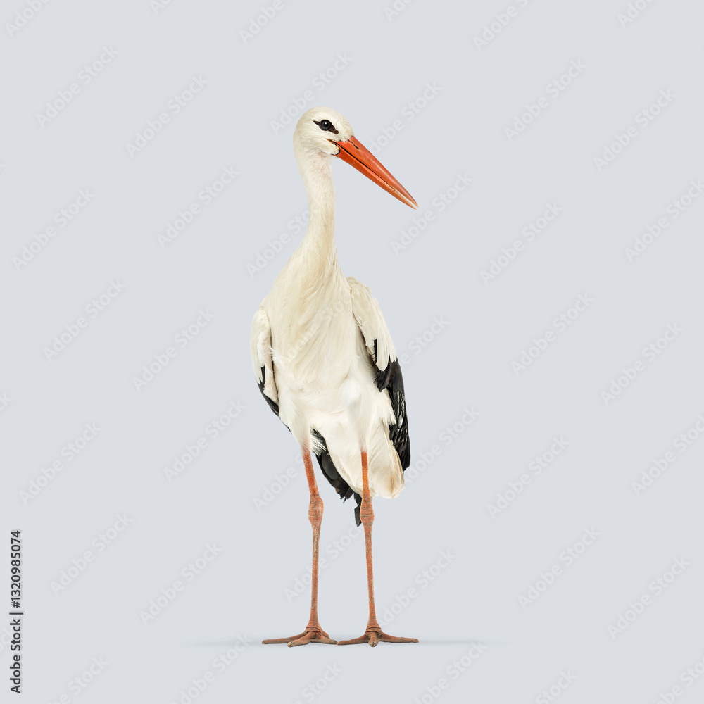 Fototapeta premium Studio shot of a white stork standing on a light grey background