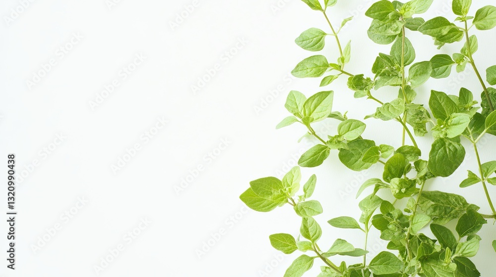 Delicate oregano sprigs framing a pristine white background for culinary use Delicate oregano sprigs framing a pristine white background for culinary use