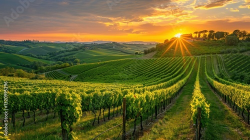 Wallpaper Mural Italian Vineyard Sunset Landscape Torontodigital.ca