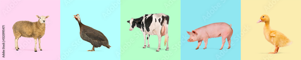 Sheep, guineafowl, cow, pig, and duckling are showcased on vibrant pastel backgrounds, celebrating diversity in livestock Sheep, guineafowl, cow, pig, and duckling are showcased on vibrant pastel backgrounds, celebrating diversity in livestock