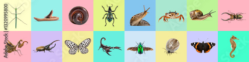 Educational collage showcasing various invertebrate species, highlighting biodiversity within the animal kingdom