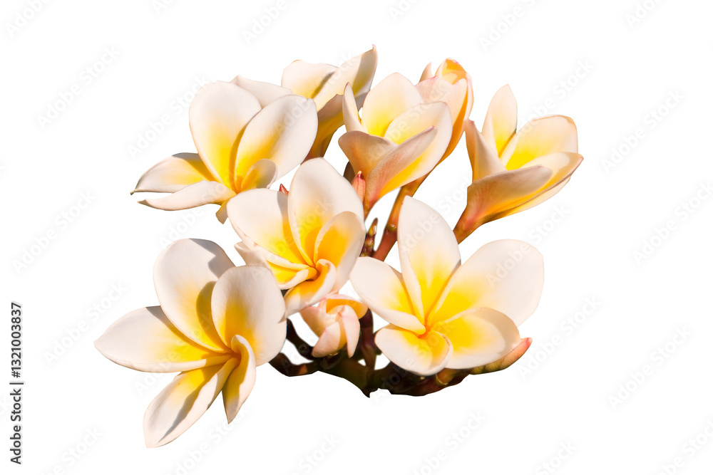 Photo of a branch of frangipani flowers (plumeria) close-up, tropical blossom isolated on white or transparent background, png cut out