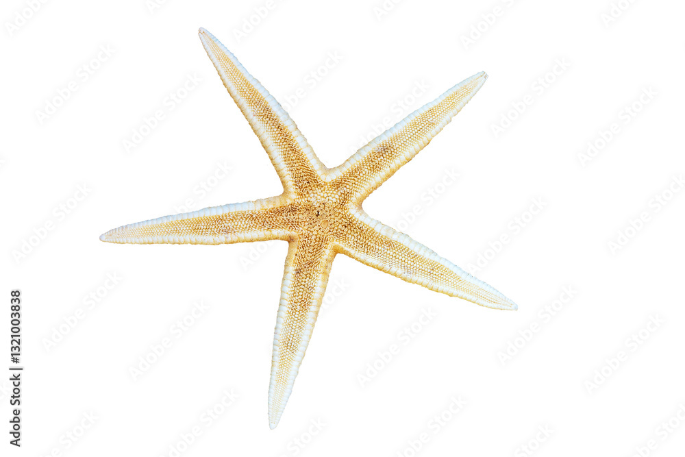 Close up photo of a starfish isolated on transparent background, png file