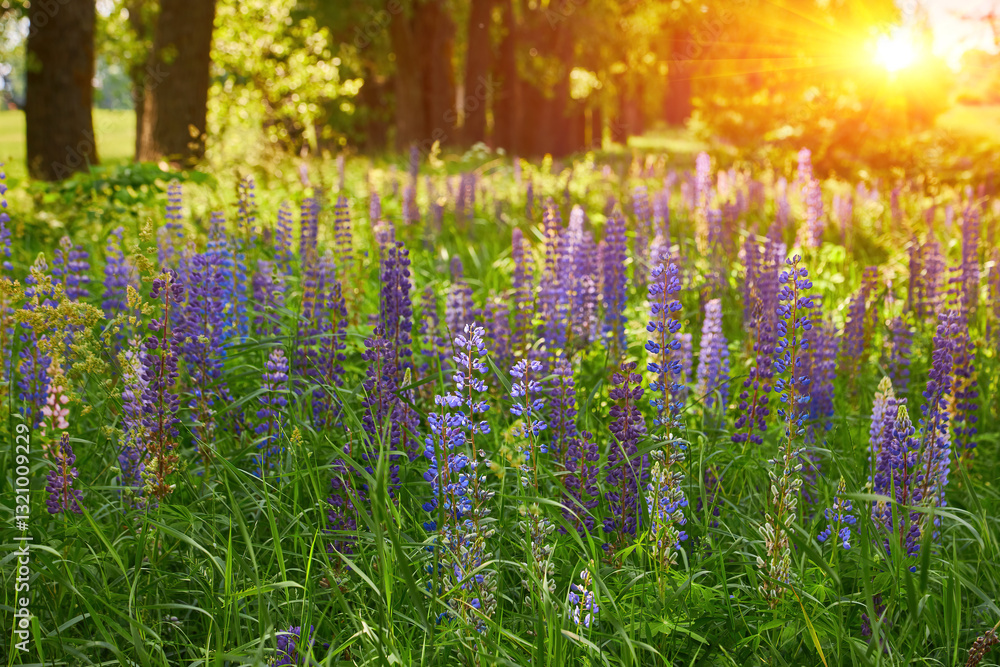 Obraz premium Lupine Field in Front of Trees