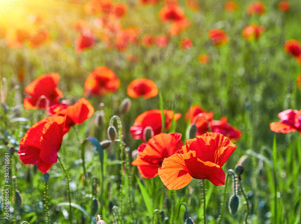 Naklejka premium Sunlit Field of Red Poppies