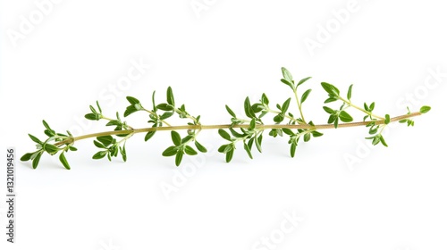 Wallpaper Mural Fragrant thyme sprig, Aromatic herb isolated on pure white surface Torontodigital.ca