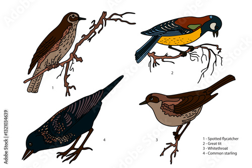 Botanical collection with garden birds isolated on white background. Hand drawn colorful set of birds vector illustration. Graphic design for School Learning Material Manual Science Book Card Print