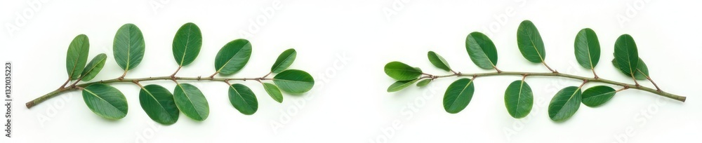 Fototapeta premium Eucalyptus branches isolated on white background, greenery, leafy greens