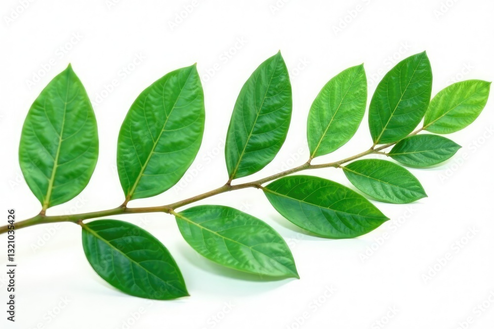 Fototapeta premium eucalyptus leaves in isolation with white background, leafy greens, natural textures