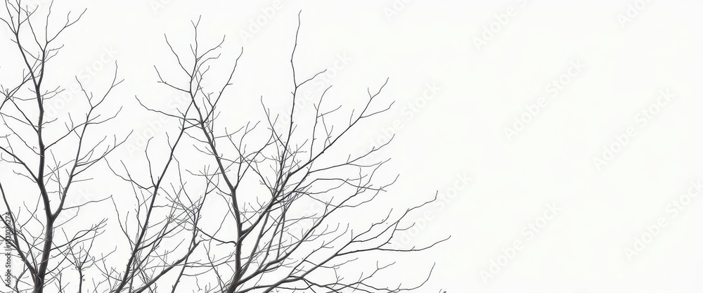 Fototapeta premium Intricate, bare branches stark against pure white, specimen, silhouette
