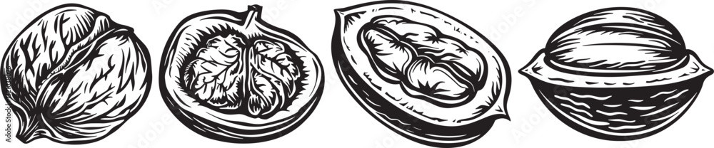 Obraz premium Walnut Vector Illustration Set, Isolated on White Background
