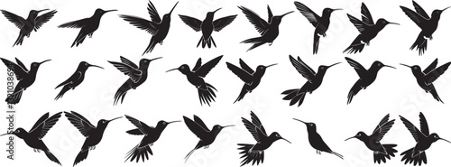 Hummingbird Silhouettes Vector Illustration Set on White Background