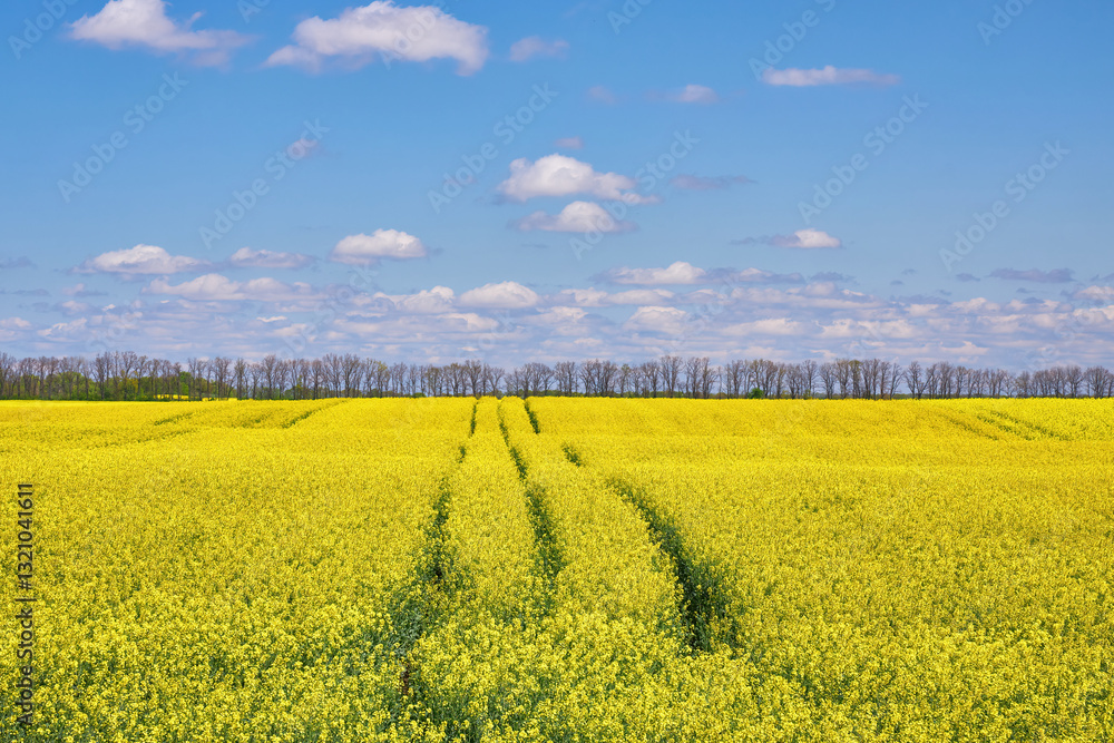 Rapeseed Field Under Blue Sky Rapeseed Field Under Blue Sky