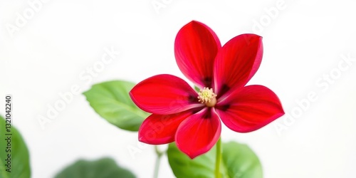 A single vibrant bloom, petals perfectly formed, set against a pure white backdrop, flora, texture