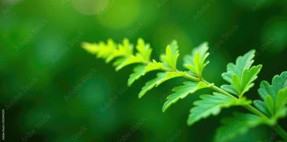 Small sprigs of ferns with delicate fronds in isolation, frond, plant, ferns Small sprigs of ferns with delicate fronds in isolation, frond, plant, ferns