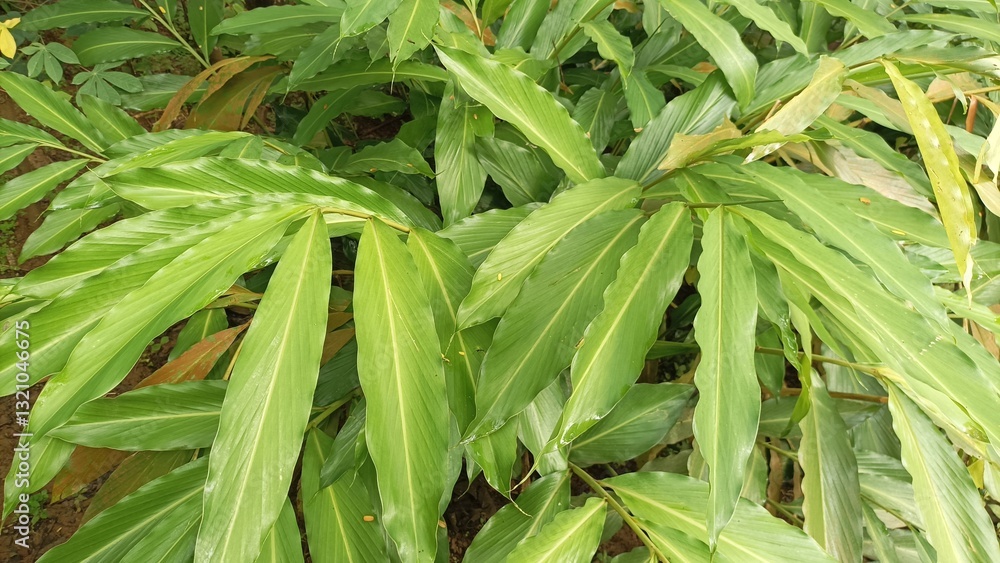 Cardamom plants (Elaichi) are planted in plantations and grow well with fresh green leaves.