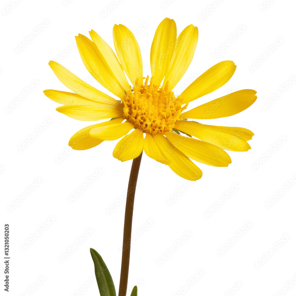 Naklejka premium Bright yellow flower with long petals and green leaves, symbolizing joy and warmth. Perfect for nature themed designs or floral arrangements