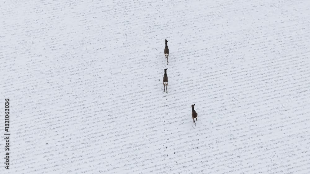 A small group of deer crossing an open snowy field, leaving trails in the fresh snow, aerial overview as they run A small group of deer crossing an open snowy field, leaving trails in the fresh snow, aerial overview as they run