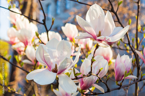 Obraz na płótnie blooming magnolia in morning light. big backlit bud. pink flowers on the branches of soulangeana tree in spring. sunny april w salonie