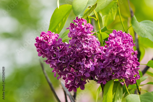 blossom of purple lilac in spring. violet shrub. syringa plant plant closeup nature background. sunny day in botanical garden