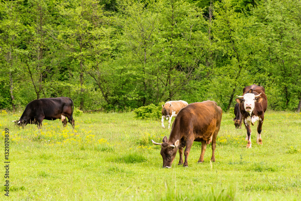 cow cattle grazing grass on the countryside meadow. rural landscape in spring