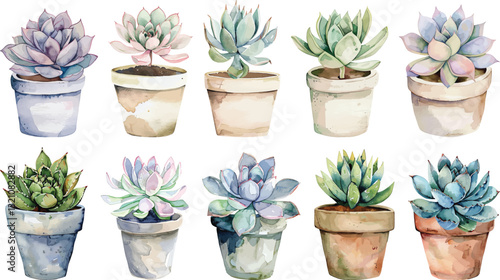 Succulents Collection Vector Illustration, Isolated on White Background