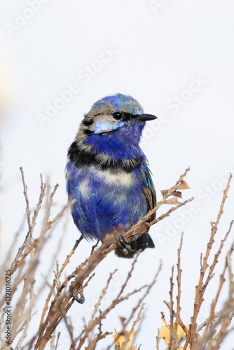 Splendid Fairywren portrait