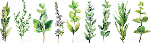 Watercolor Herbs Collection Vector Illustration Isolated on White Background