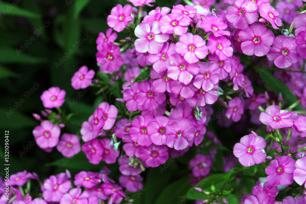 Colorful clusters of pink flowers bloom in a serene garden during the vibrant spring season, showcasing nature's beauty and tranquility Colorful clusters of pink flowers bloom in a serene garden during the vibrant spring season, showcasing nature's beauty and tranquility