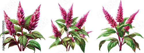 Celosia Flowers Vector Illustration, Isolated on White Background