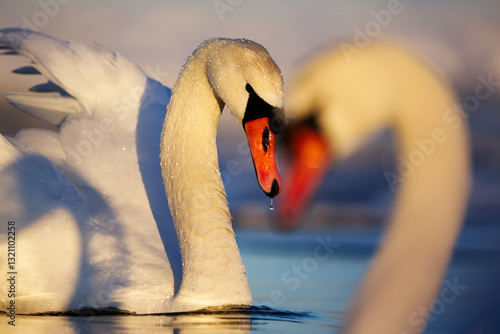 Closeup view of two mute swan heads touching eachother