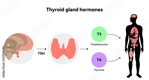 Thyroid gland: Medical anatomy, functions and hormones. Medicine and diagram
