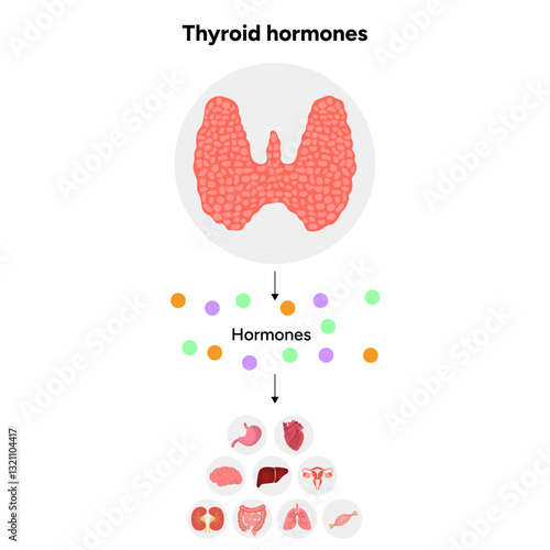 Thyroid gland: Medical anatomy, functions and hormones. Medicine and diagram