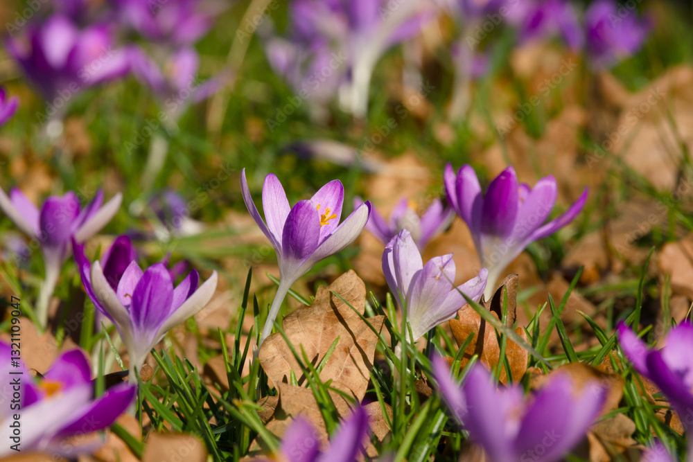 lilac crocus blossom on the ground close-up lilac crocus blossom on the ground close-up
