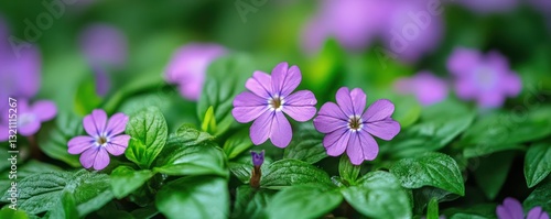 Vibrant purple flowers amidst lush greenery in garden setting
