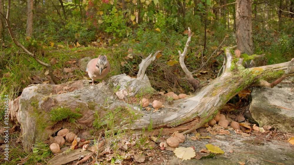 Cute hungry birds, feeding seeds, birds in forest, forest birds feeding seeds. Cute hungry birds, feeding seeds, birds in forest, forest birds feeding seeds.
