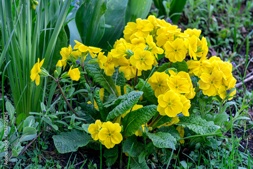 Primrose flowers with yellow flowers in early spring.