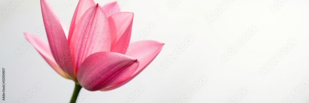 Delicate flower petals unfurl on white background, garden, bloom details Delicate flower petals unfurl on white background, garden, bloom details