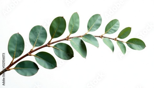 eucalyptus branches isolated white background, coniferous, woody, natural photo