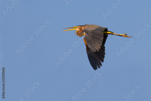 Purple Heron on the sky