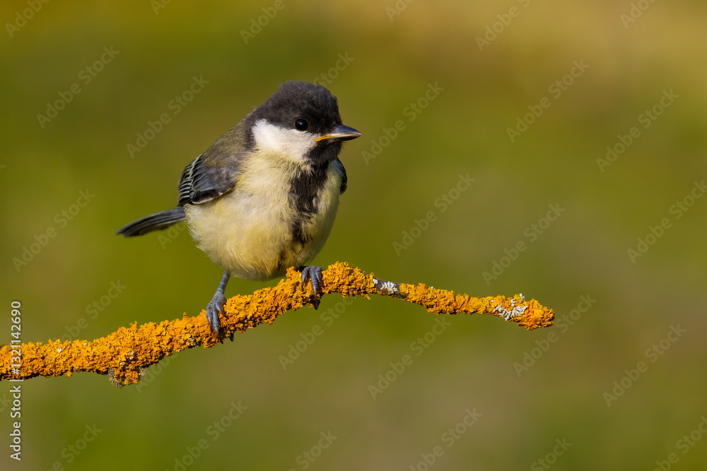 Obraz premium Great Tit on a branch